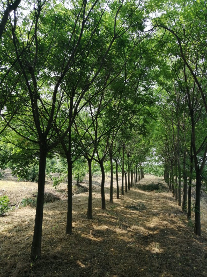 供应12公分的速生国槐
