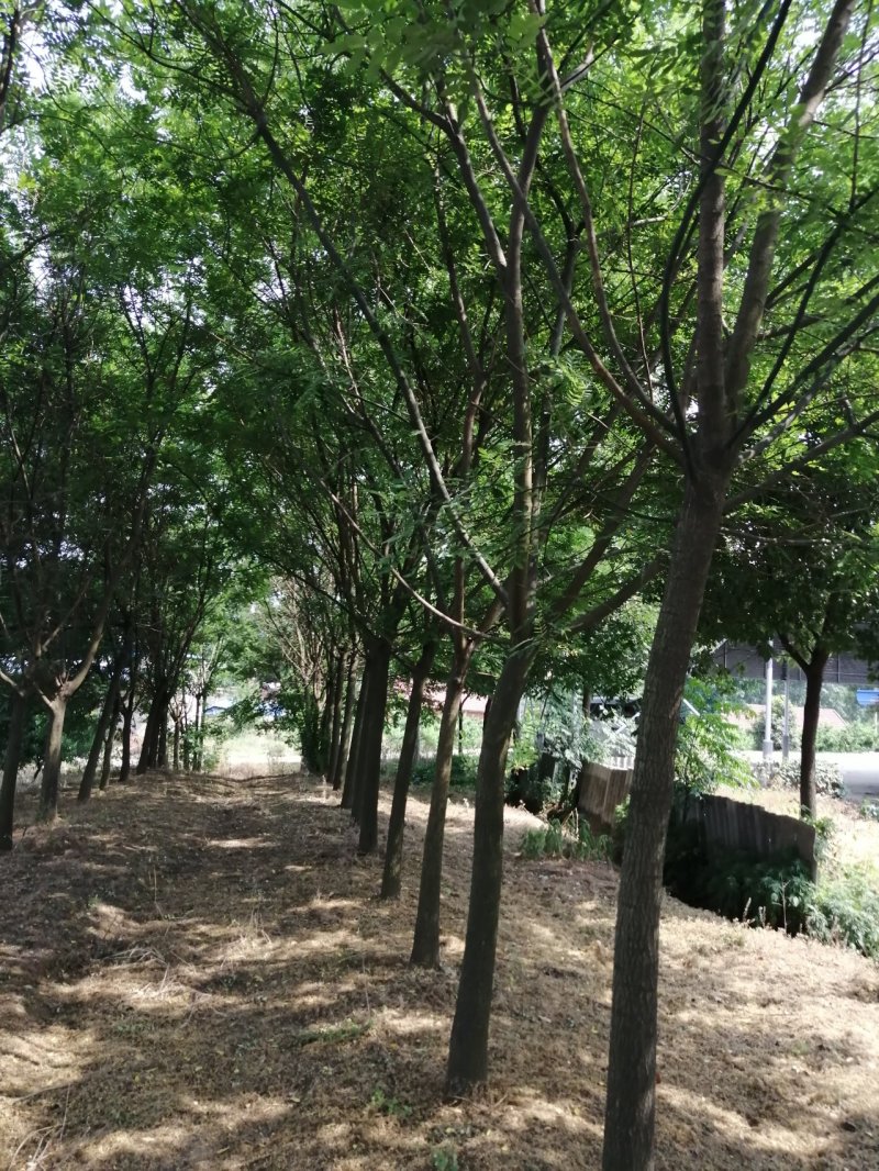 供应12公分的速生国槐