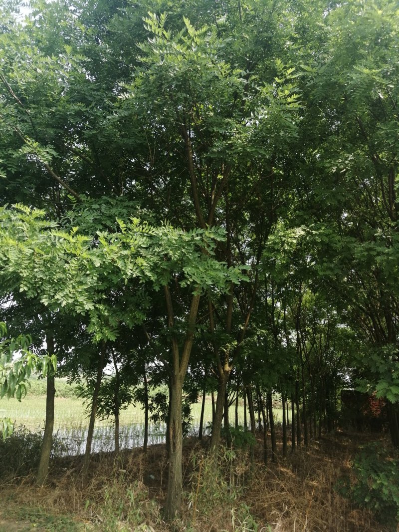 供应12公分的速生国槐