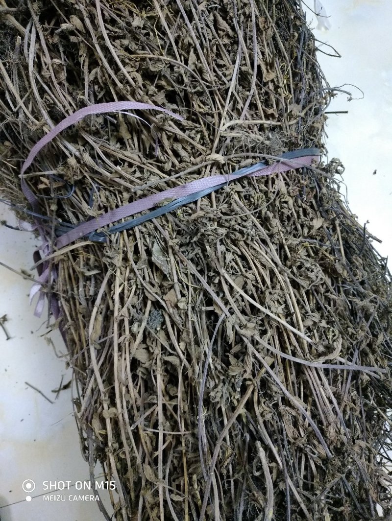 凉粉草