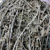 凉粉草