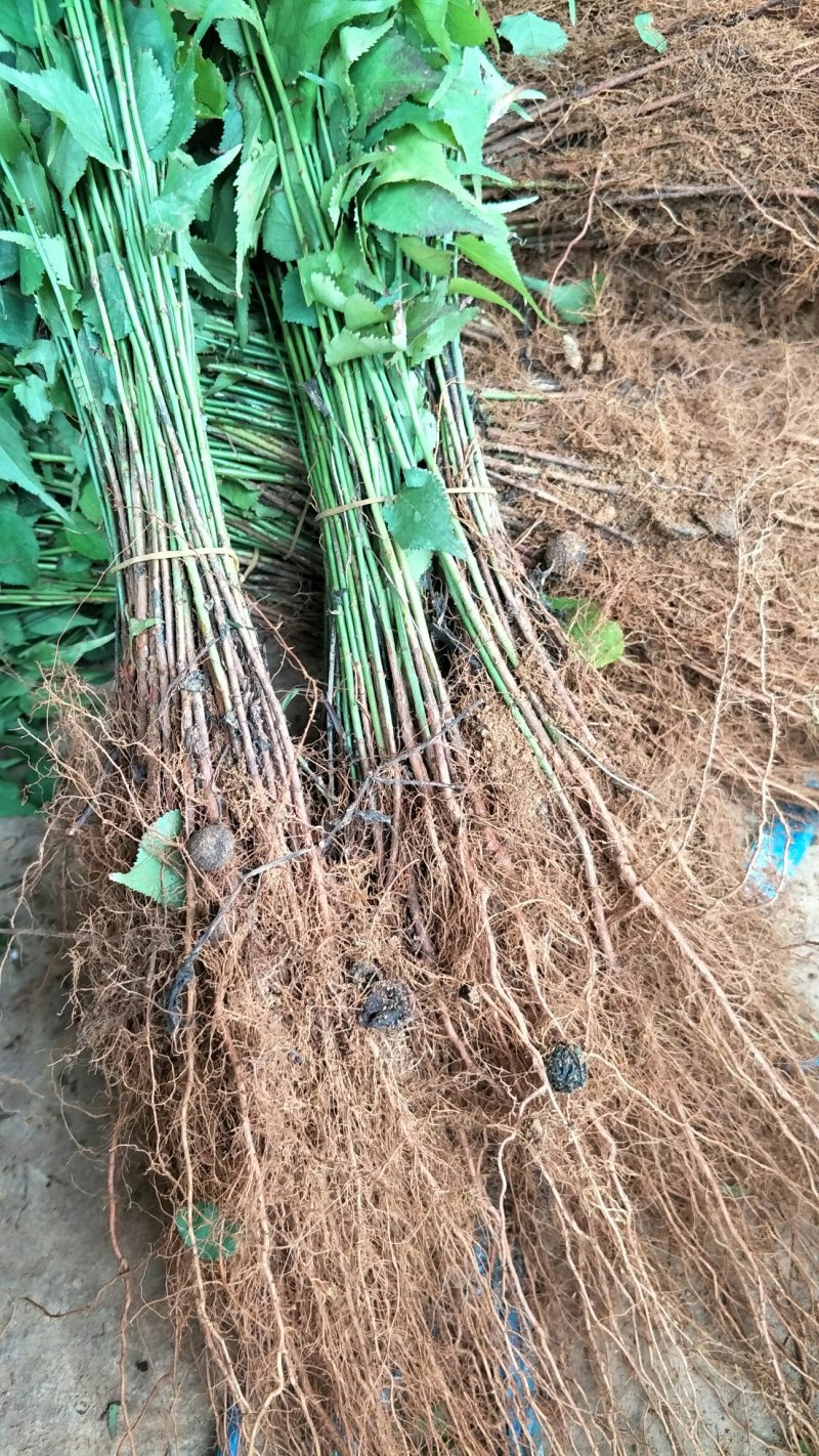 酸梅树苗，青梅树苗贴木实生苗