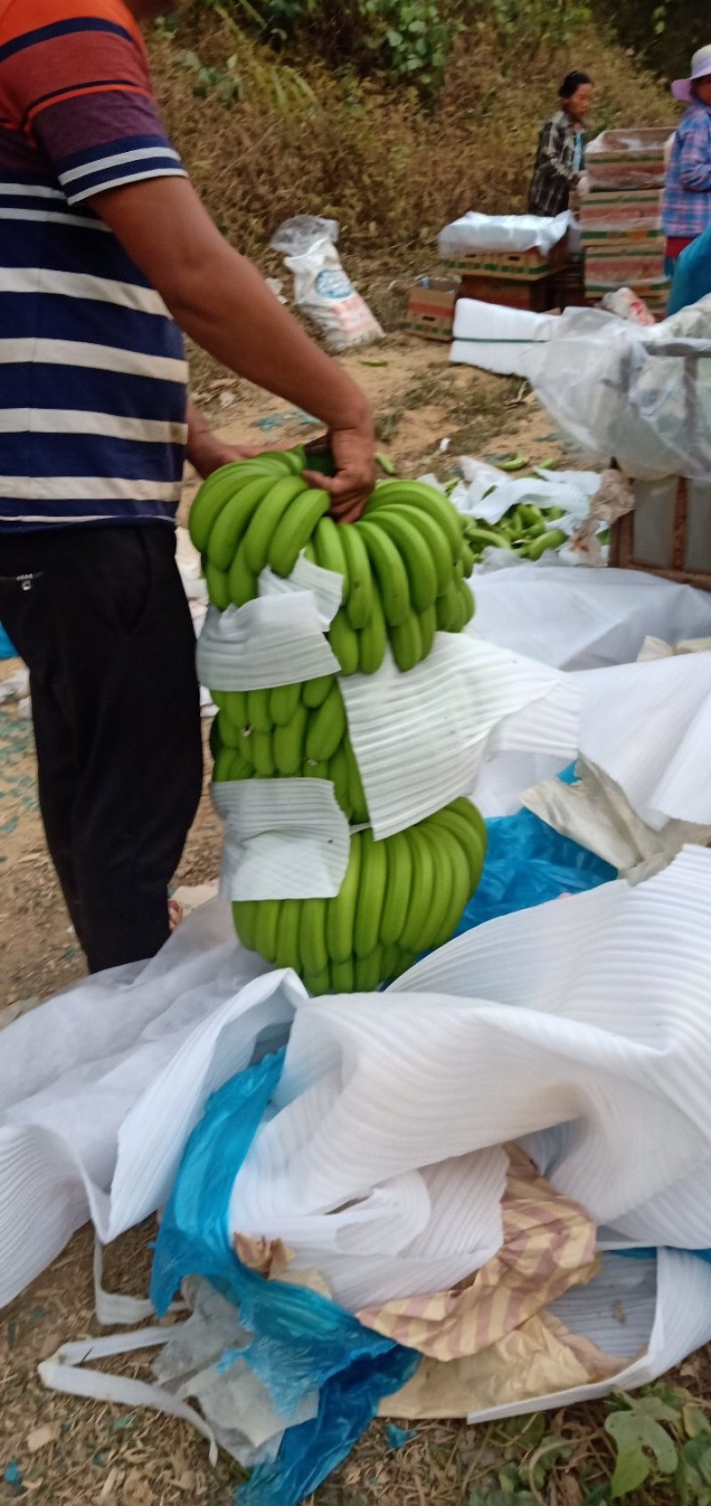 西双版纳香蕉
