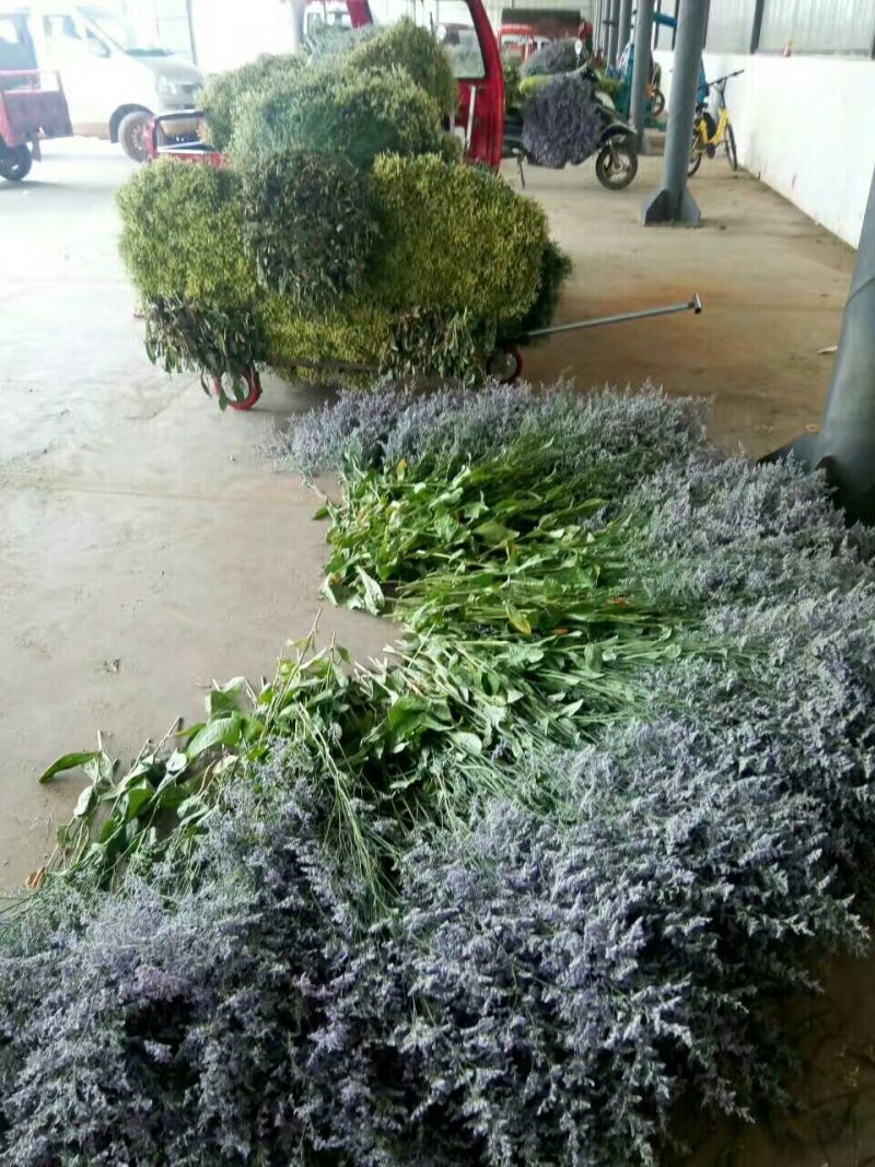 情人草，欢迎致电，量大从优，一手货源，优质鲜花