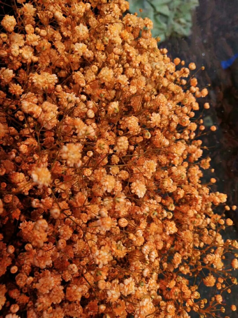 吸色，满天星，欢迎致电，量大从优，一手货源，优质鲜花