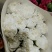 康乃馨，欢迎致电，量大从优，一手货源，优质鲜花