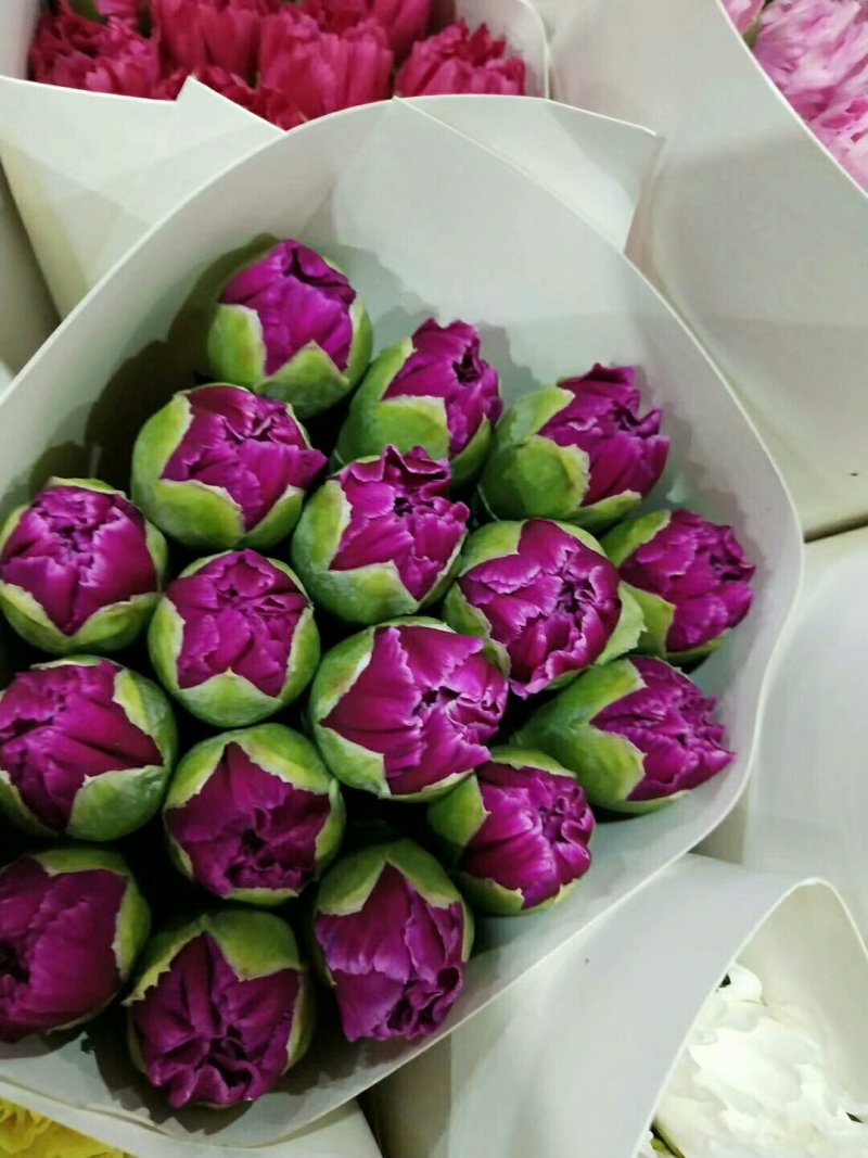 康乃馨，欢迎致电，量大从优，一手货源，优质鲜花