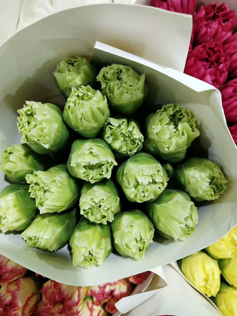 康乃馨，欢迎致电，量大从优，一手货源，优质鲜花