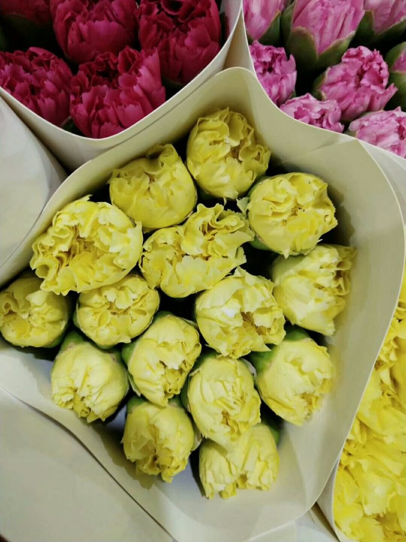 康乃馨，欢迎致电，量大从优，一手货源，优质鲜花