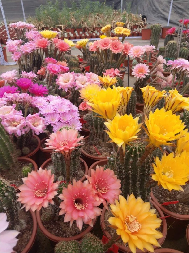 观花植物