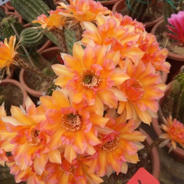 观花植物