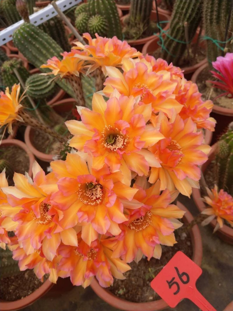 观花植物