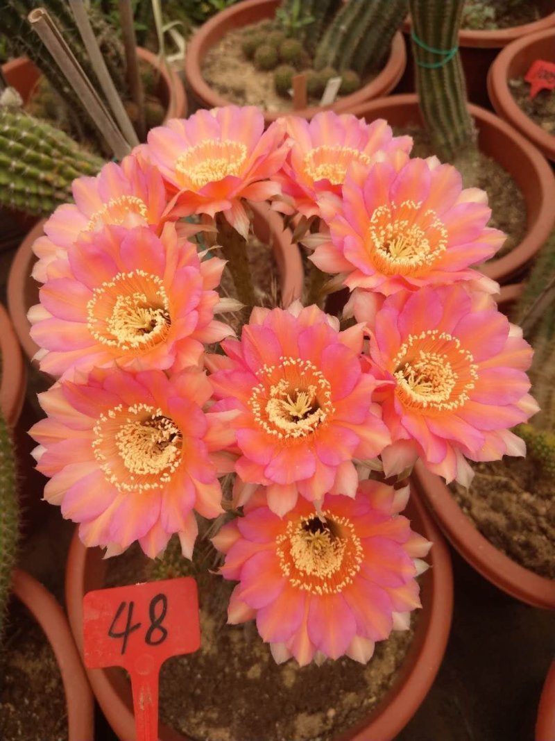 观花植物