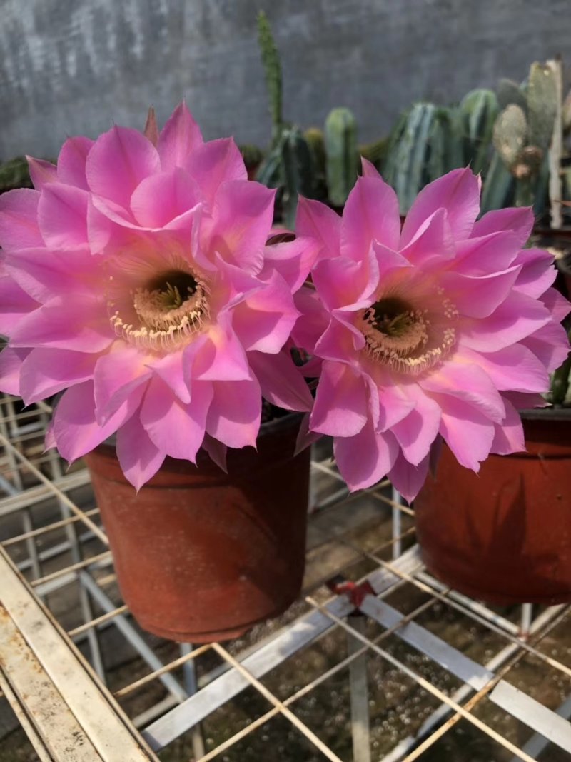 观花植物