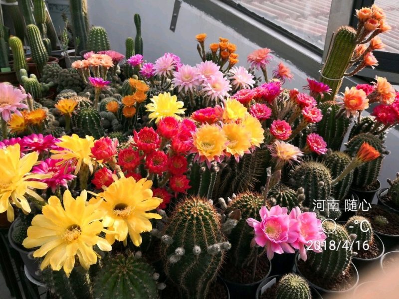 观花植物