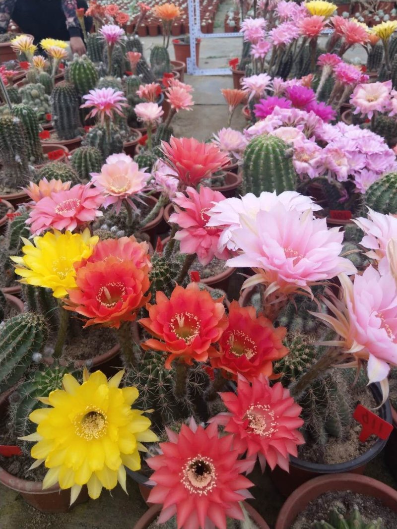 观花植物