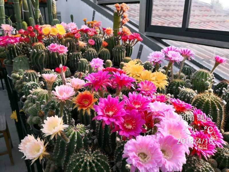 观花植物