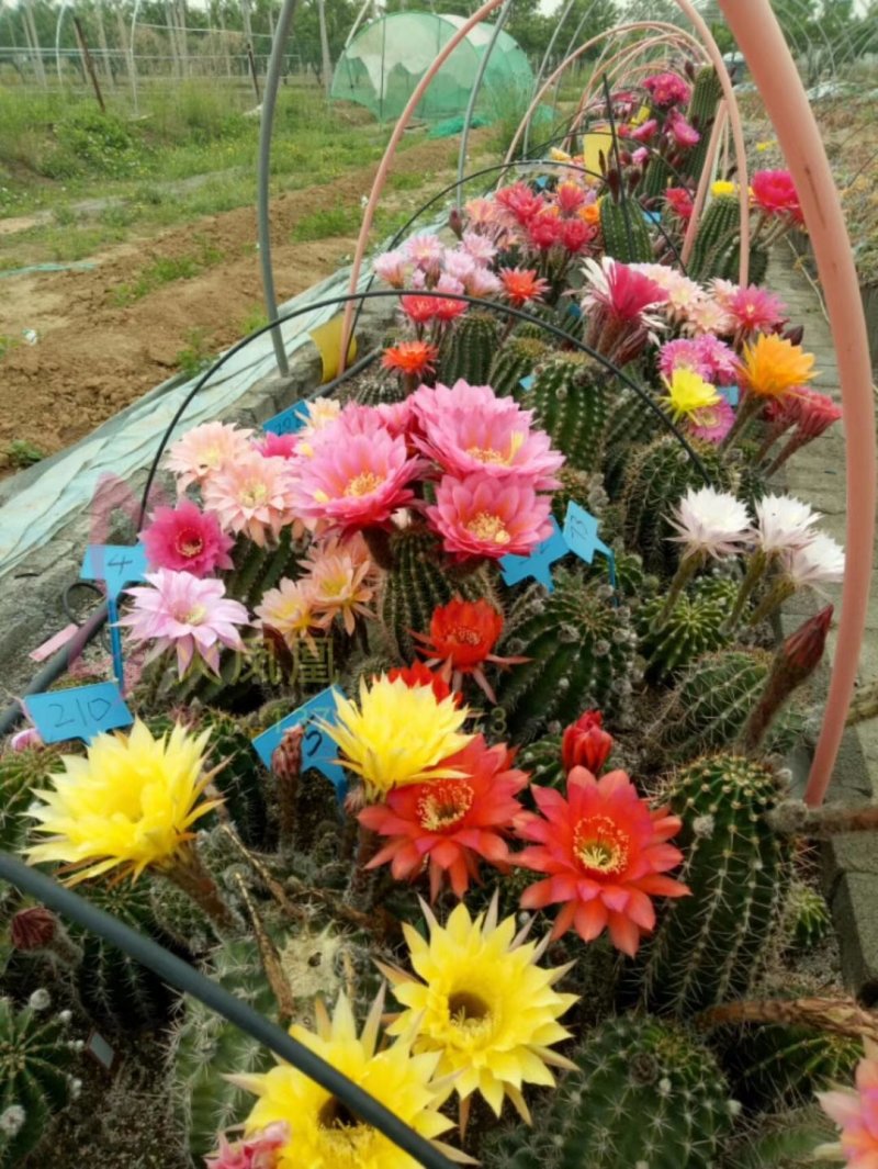 观花植物