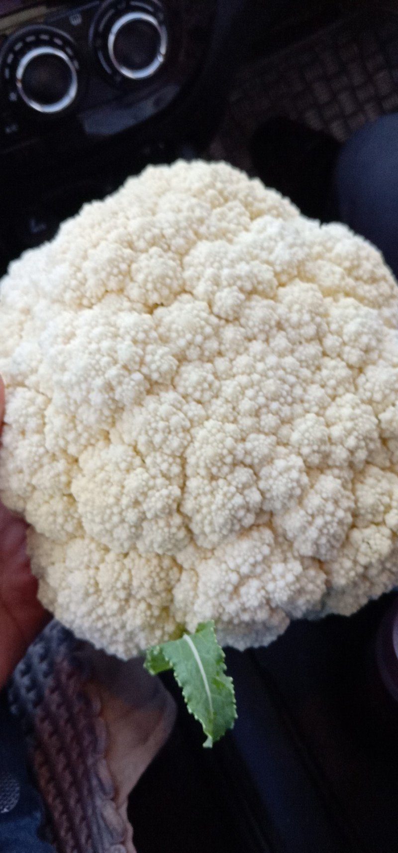 热卖张家口蔬菜菜花现货供应白面青梗有机80散花货源充足！