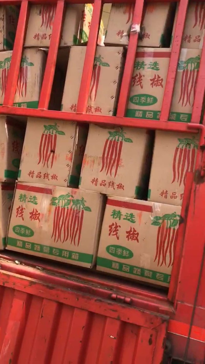 一级精品艳红小米椒，产地直供，面积较大，马上开始上市，敬