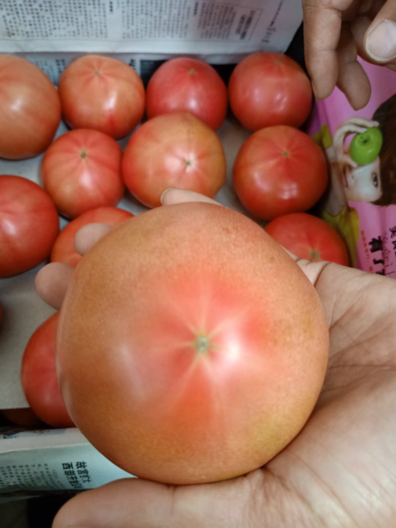 西红柿