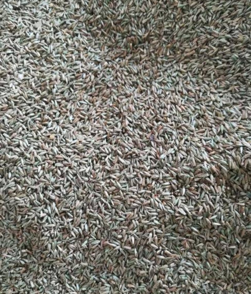 牛膝种子
