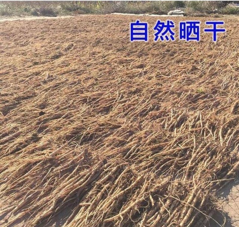 牛膝种子