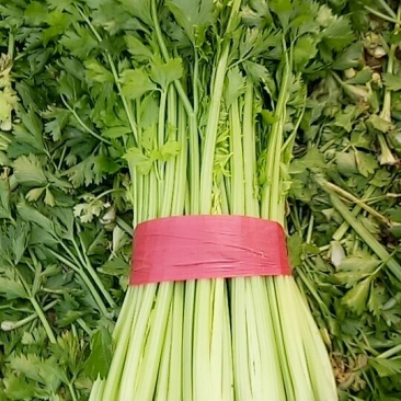 芹菜法国皇后西芹，产地直供，无干尖，65公分左右。