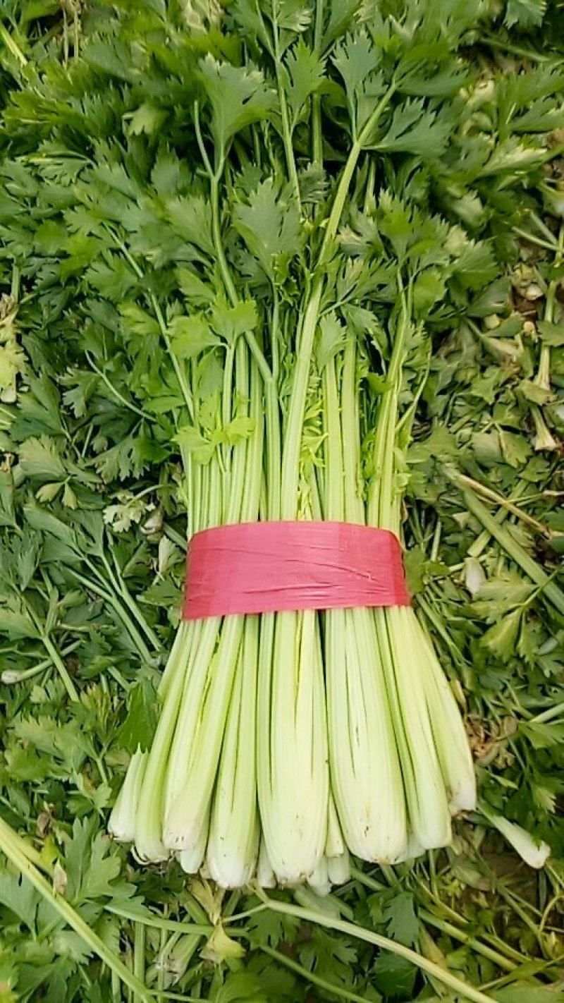 芹菜法国皇后西芹，产地直供，无干尖，65公分左右。