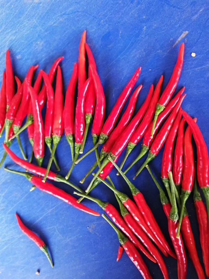 精品一级艳红小米椒，即将大量上市，种植面积较大，敬请关注