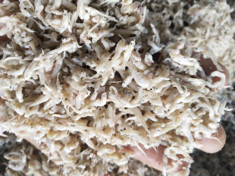 小鱼饲料