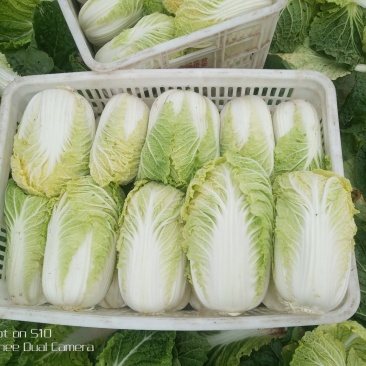 玲珑黄娃娃菜