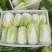 玲珑黄娃娃菜