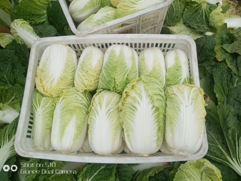 玲珑黄娃娃菜