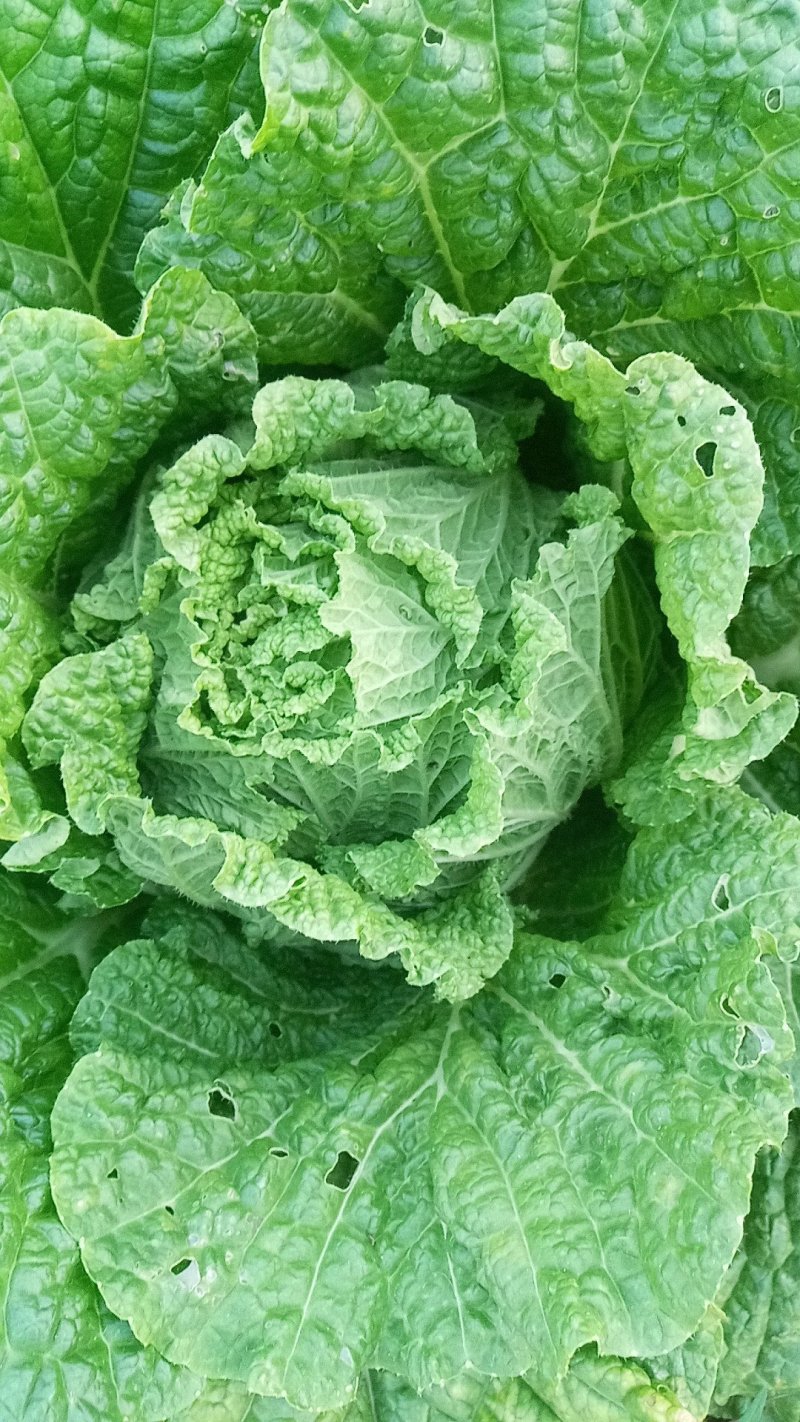 玲珑黄娃娃菜