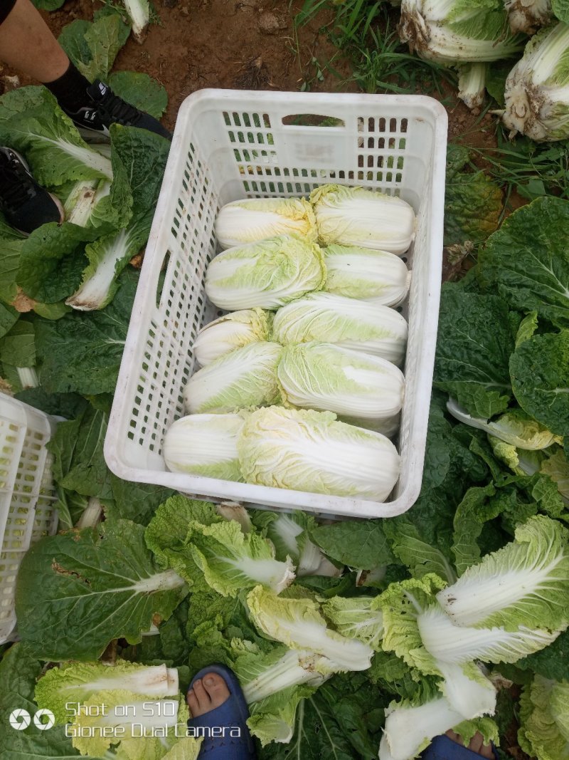 玲珑黄娃娃菜