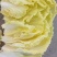 玲珑黄娃娃菜
