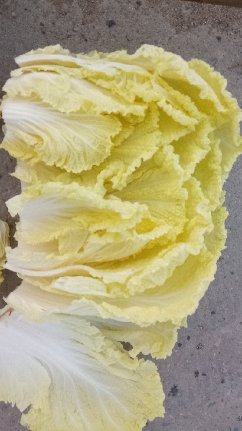 玲珑黄娃娃菜