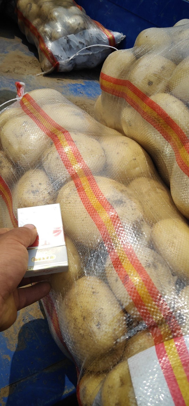 河北秦皇岛中暑五号中薯五号好品质买了还想买
