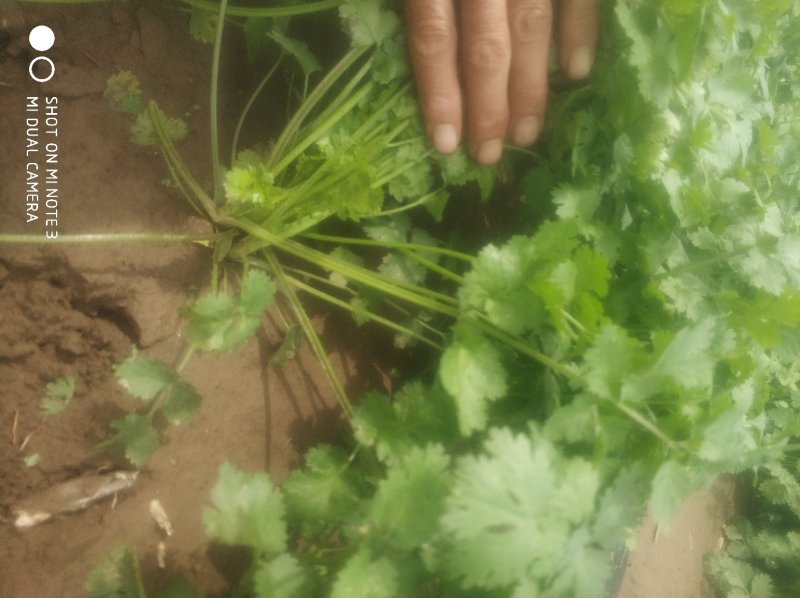 货凌海香菜开割，产地直销马上大量上市，保质保量，诚信经营