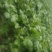 货凌海香菜开割，产地直销马上大量上市，保质保量，诚信经营