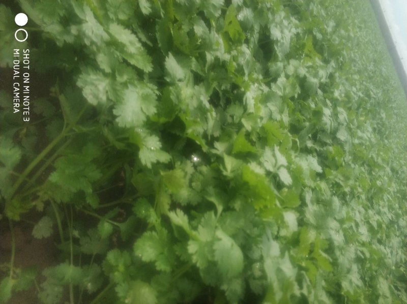 货凌海香菜开割，产地直销马上大量上市，保质保量，诚信经营