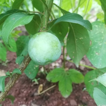 四月李苗，特早价格好竞争对手少，口感脆甜