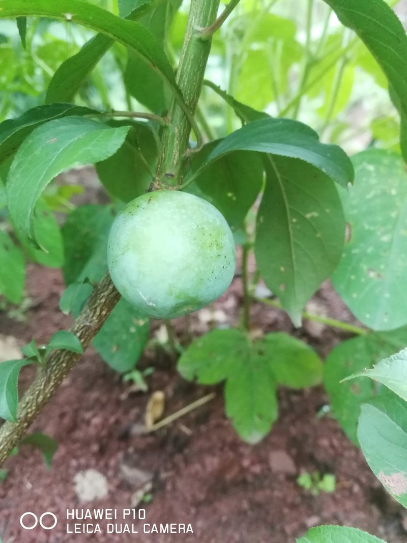 四月李苗，特早价格好竞争对手少，口感脆甜