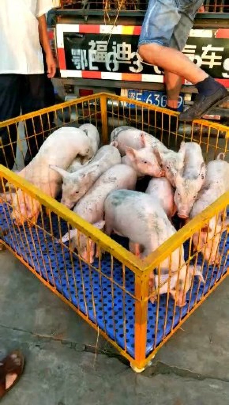 本场公司加农户合作共养共赢的原则，专业饲养员封闭管理，