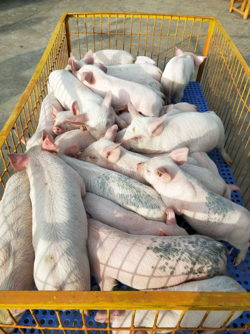 本场公司加农户合作共养共赢的原则，专业饲养员封闭管理，