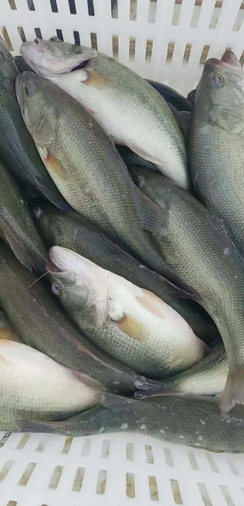加州鲈鱼