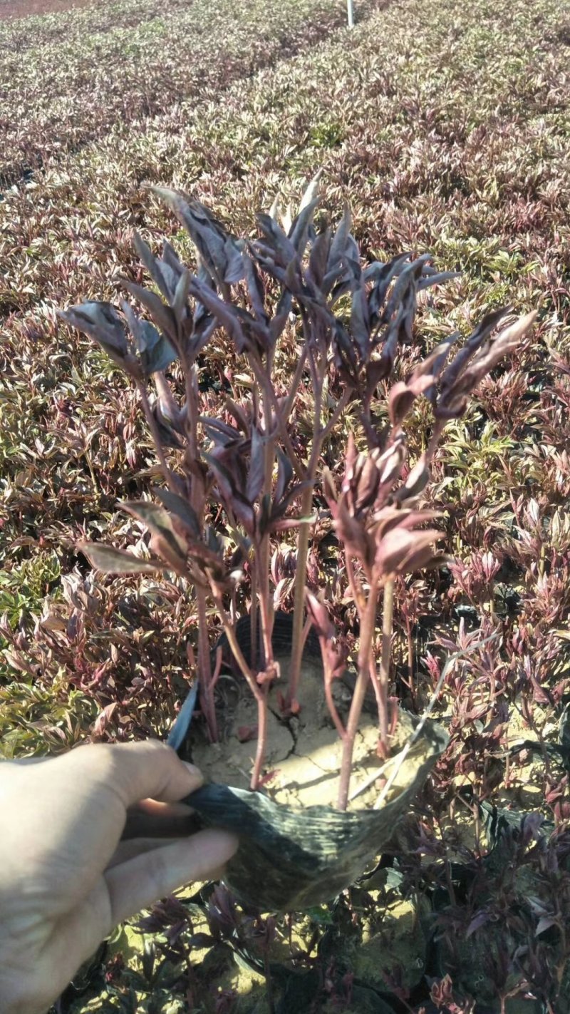 红景天，基地一手货源，常年销售各种绿化苗木