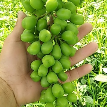 阳光玫瑰，青绿色葡萄，带有淡淡的玫瑰香味，果肉厚实香甜