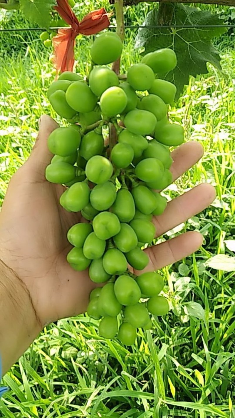 阳光玫瑰，青绿色葡萄，带有淡淡的玫瑰香味，果肉厚实香甜